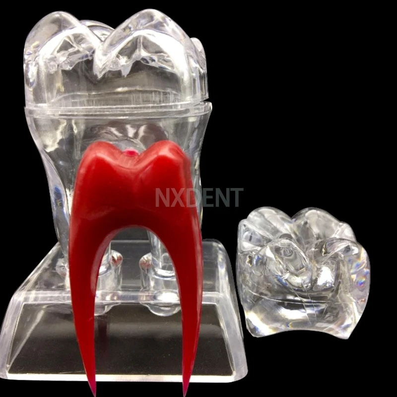 1pcs Dentist Dental Crystal Base Hard Plastic Teeth Tooth Molar Model Separable