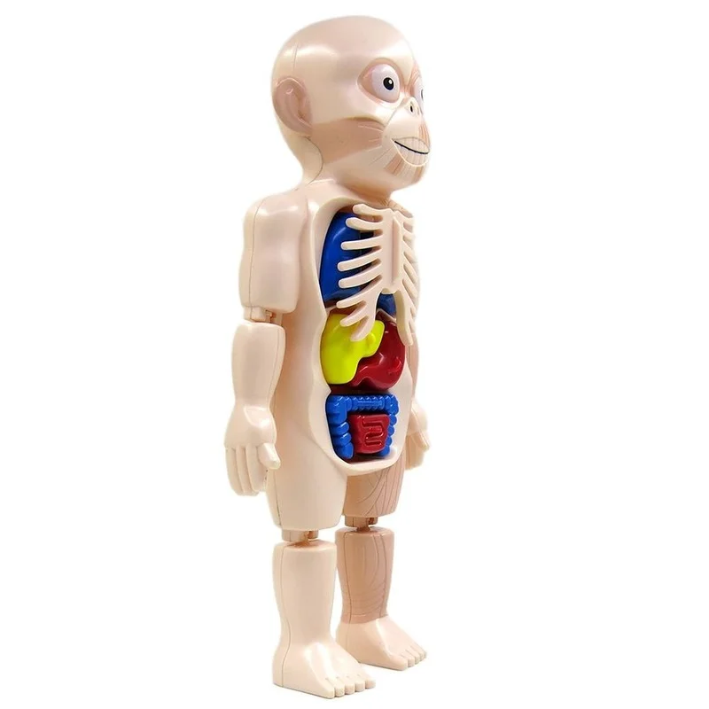 Montessori 3d puzzle Human Body Anatomy Toy  Educational Learning DIY Assembled Toys Kits Body Organ Teaching Tools for children