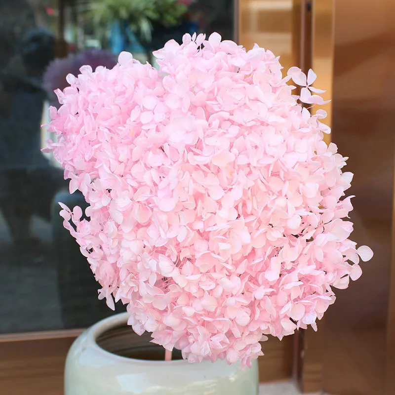 15-20CM Head Preserved Fresh Hydrangea Eternal Dried Flowers Real Nature Plants Wedding Home Decor Natale Decorazioni