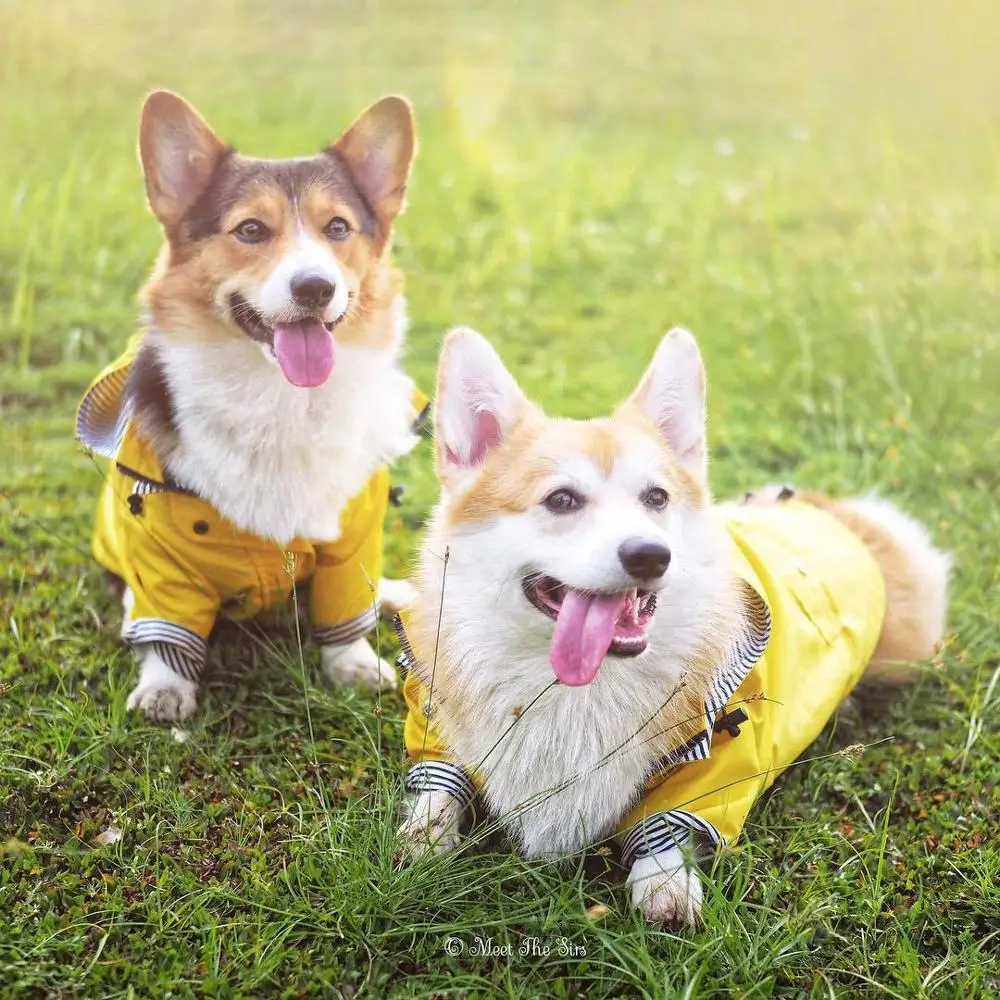 Pet Dog Raincoat Soft Waterproof Jacket Dog Raincoat Fashion Small Medium Large Dogs Windbreaker Sport Hoodies Pet Supplies