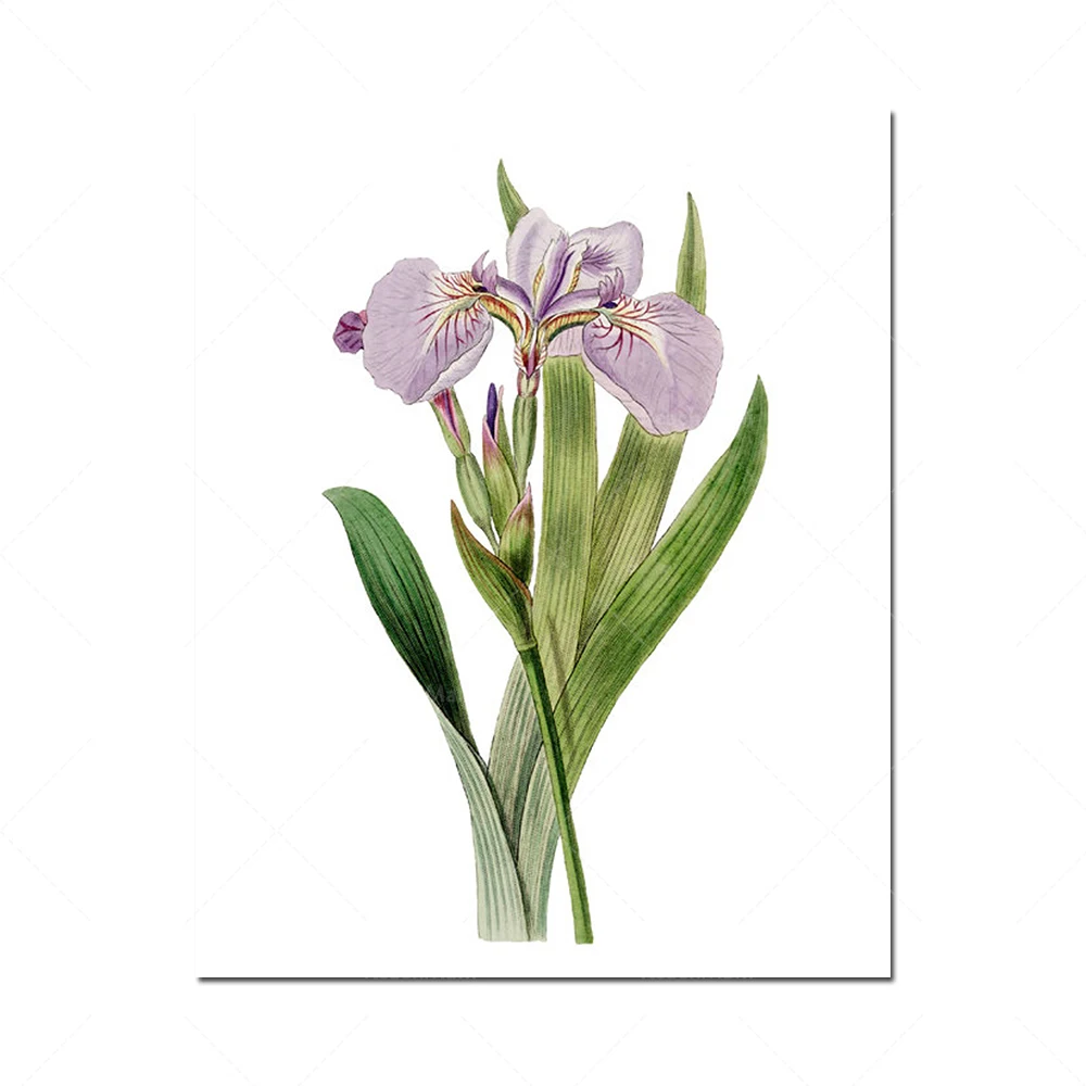 الانطباعات دي فلورز بنفسجي، الرسوم التوضيحية الرجعية، فرقة دي آرت جدارية فيطيتال دي 4 انطباعات