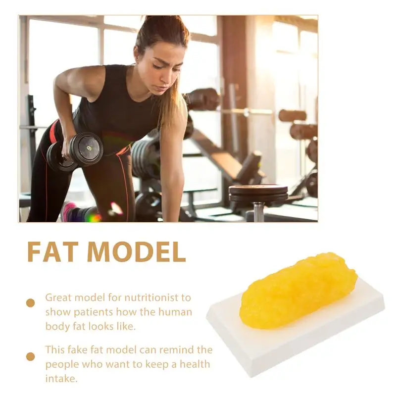 Human Body Fat Replica 1 Pound Fat Model Fat Anatomical Fat Model for Keep Fit