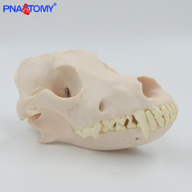 Canine Skull Model Dog Skull 1:1 Natural Size Detachable Teeth Anatomy Animal Anatomical Educational Equipment Veterinary Tool