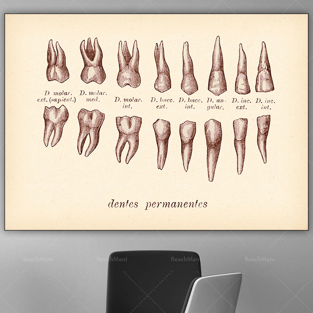 Vintage antique tooth prints, dentist decoration, dental clinic art, medical poster, hygienist gift, orthodontist gift