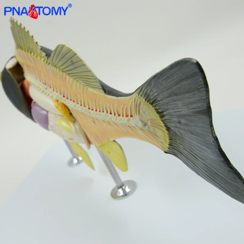 Fish Anatomical Model Fish Bone Weever Anatomy Animal Model Students Studying Tool Detachable with Base Colored  PNATOMY