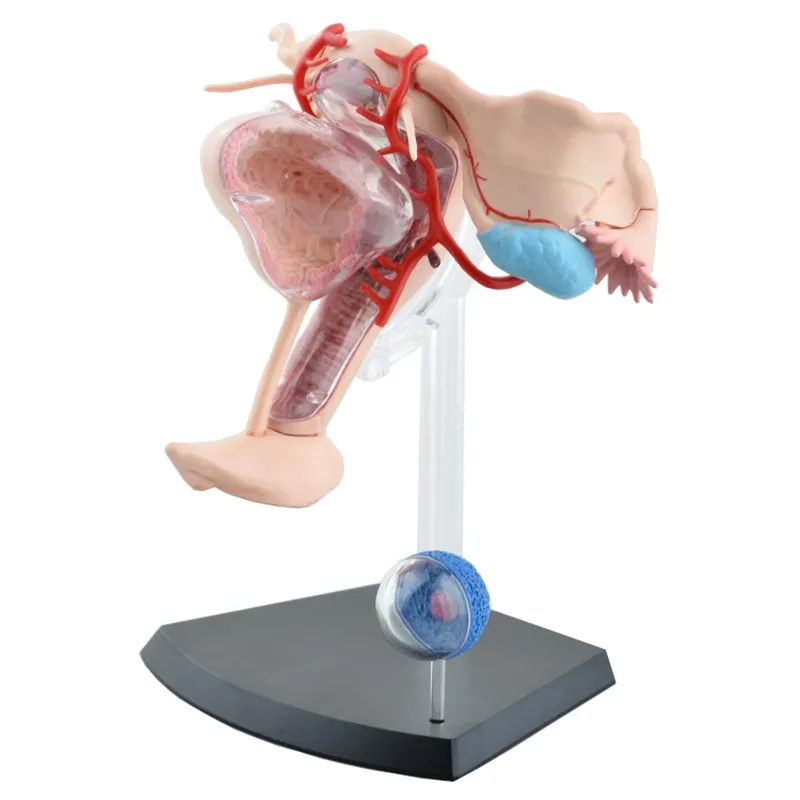 Sexual Female Organ Models Female Reproductive System 4d Human Body Organ Anatomical Model Female Uterus Medical Teaching Model