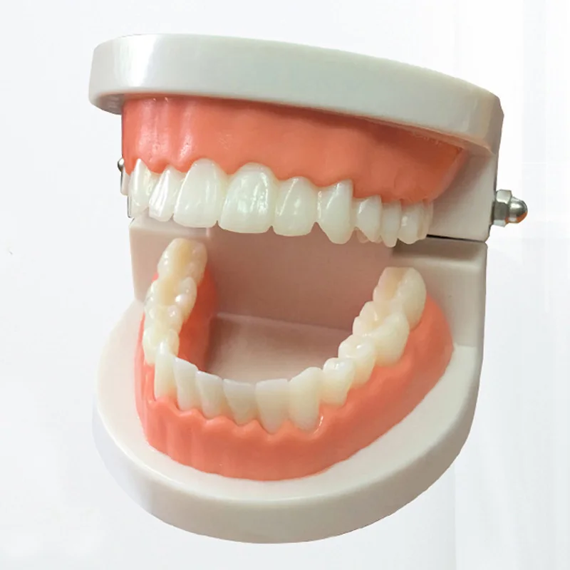 

Dental Prosthesis Teeth Model Demonstration Denture Teaching Module Dentist Simulator Technician Tools BIX-HS-A5