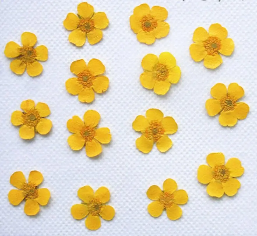 100pcs Pressed Dried Buttercup Ranunculus Flower Plants For Epoxy Resin Pendant Necklace Jewelry Making Craft DIY Accessories