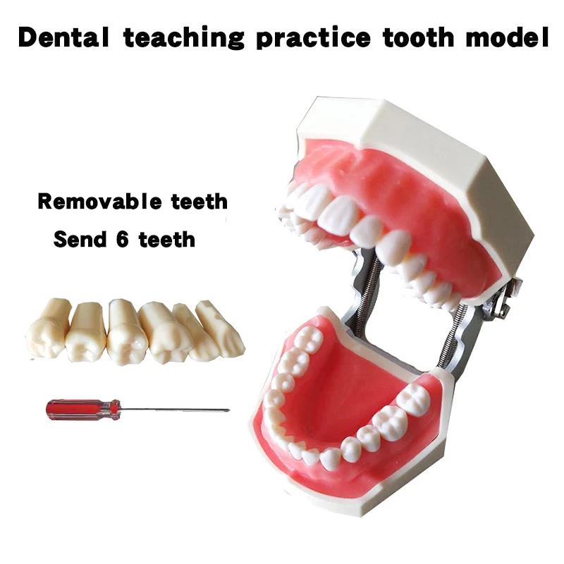 

Dental Model Teeth Teaching Model Resin with 32+6 Screw-in Teeths False Teeth Model Dental Mannequin Dentistry Training Product