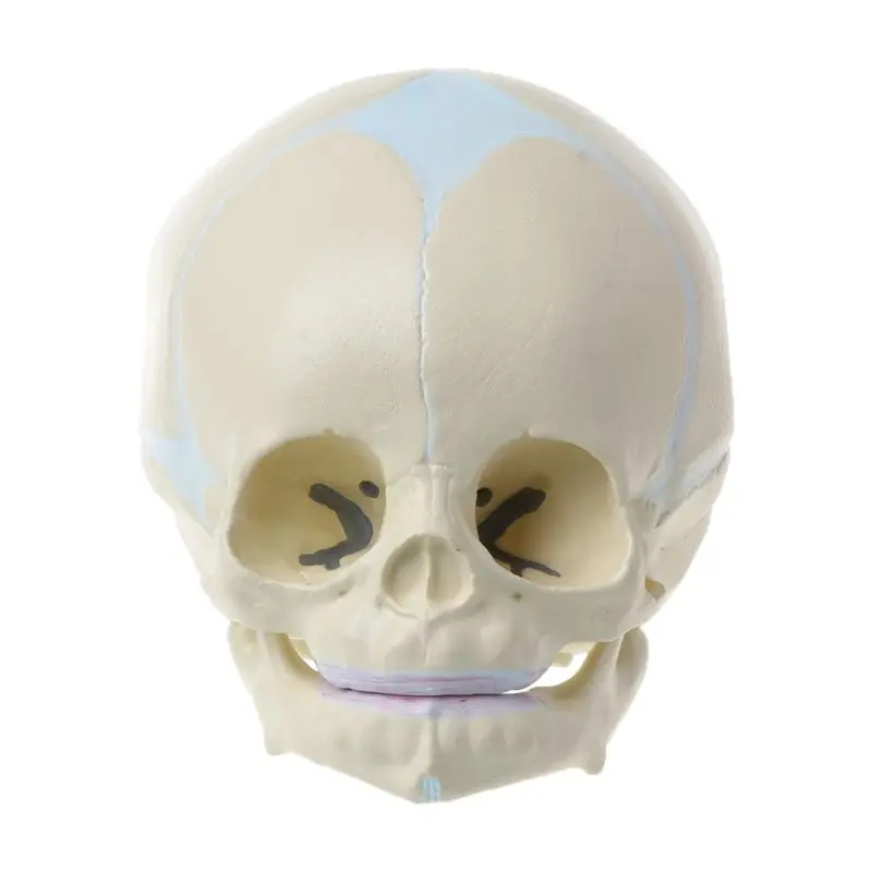 1:1 Human Fetal Baby Infant Medical Skull Anatomical Skeleton Model Teaching Supplies for Medical Science Halloween Bar Ornament