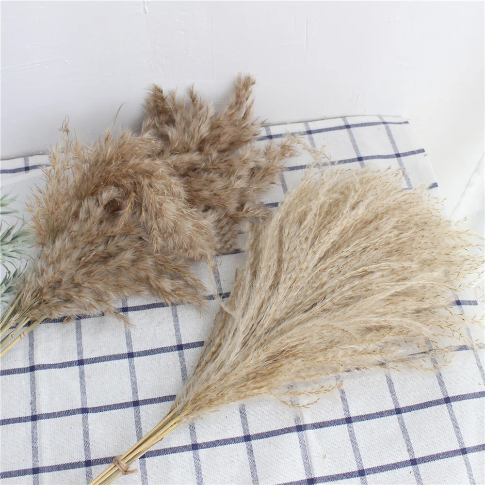 20pcs Dried plants pampas grass natural phragmites dried reed flowers&bulrush flowers communis wedding flower bunch