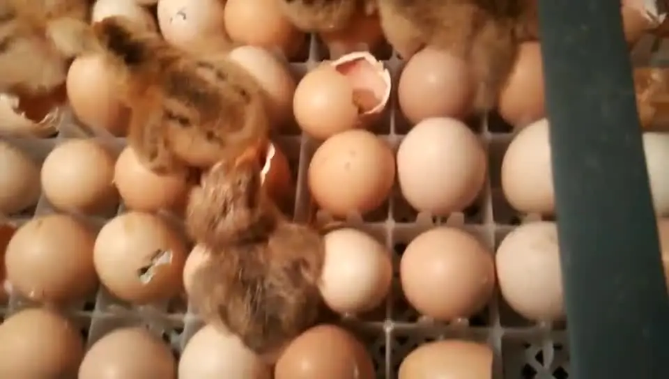 5000 eggs 10000eggs mini and large chicken egg incubators from China