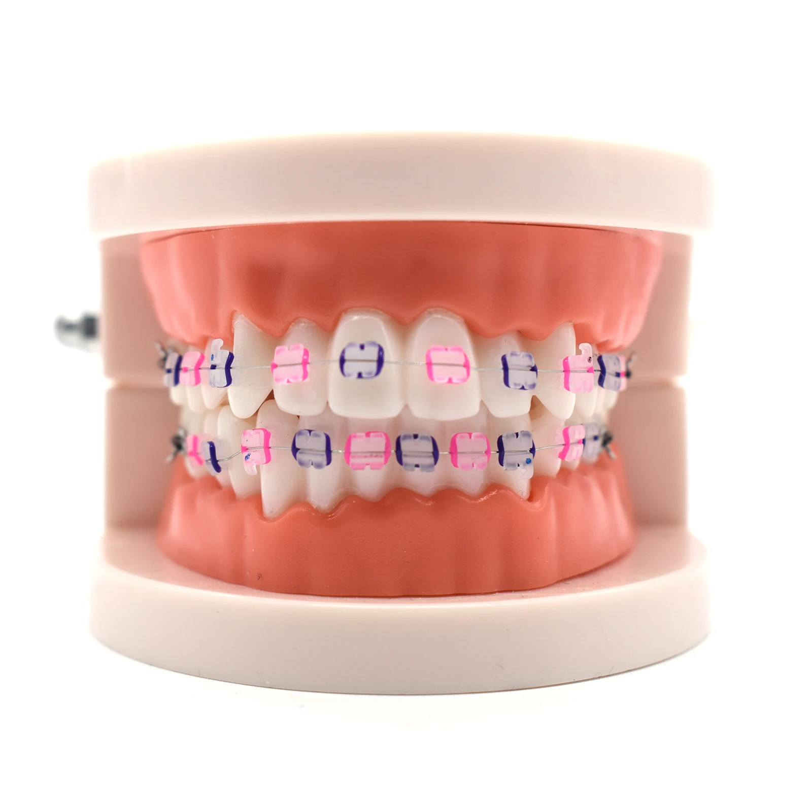 Dental Orthodontic Treatment Model With Ceramic Ortho Bracket Arch Wire Buccal Tube Ligature Ties Dental Tools Dentist Lab