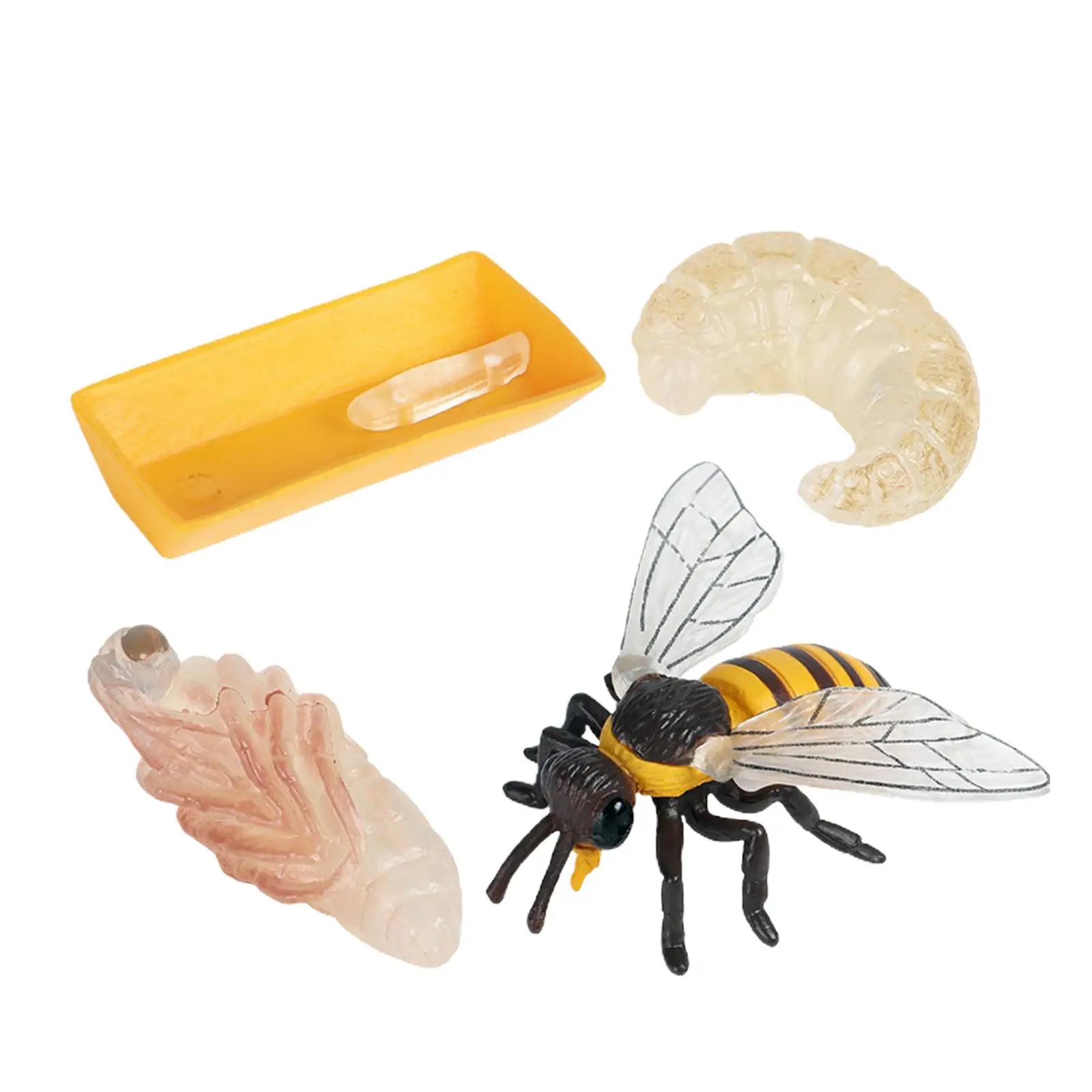 Lot of 4 Nature Bee Growth Cycle Child Education Learning Teaching Toys，Realistic