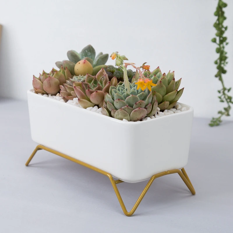 Small White Succulent Planter Pots with Bamboo Tray, Decorative Cactus Plant Holder Container for Home Office Table Desk Decor