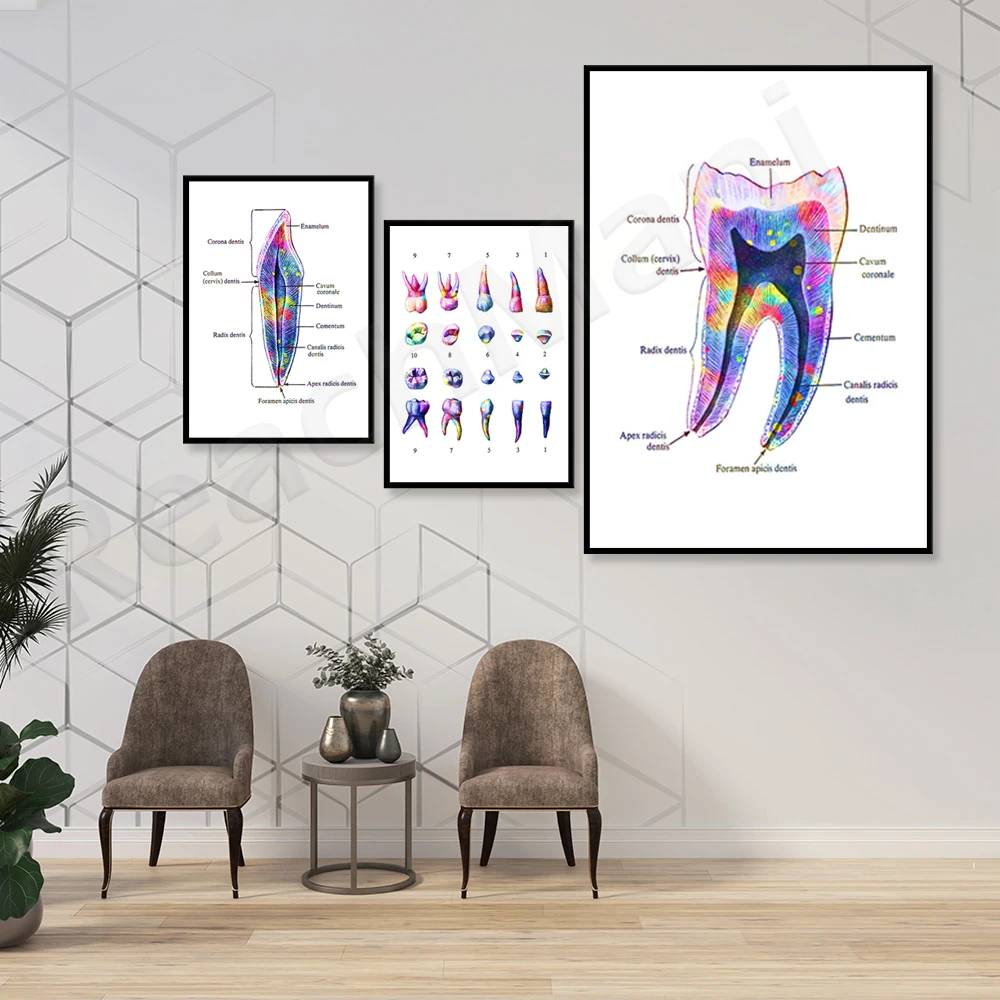 Dentist art print watercolor tooth anatomy poster dental anatomy diagram orthodontist gift dental clinic decoration hygienist of