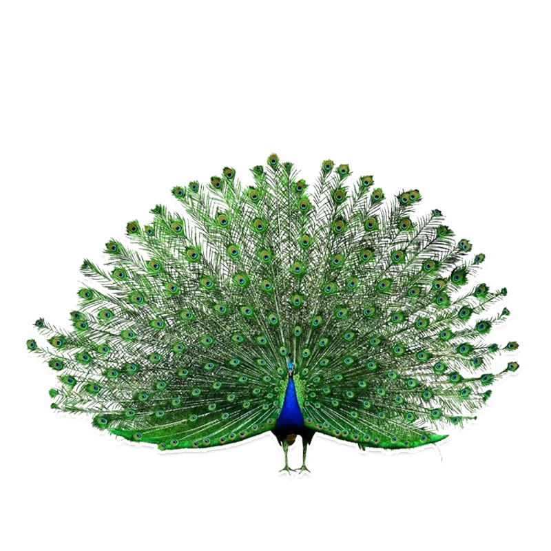 RuleMyLife 16.7*11CM Coolest Birds Colored Peacock Decor Car Sticker Graphic Personalized Accessories 11A0005