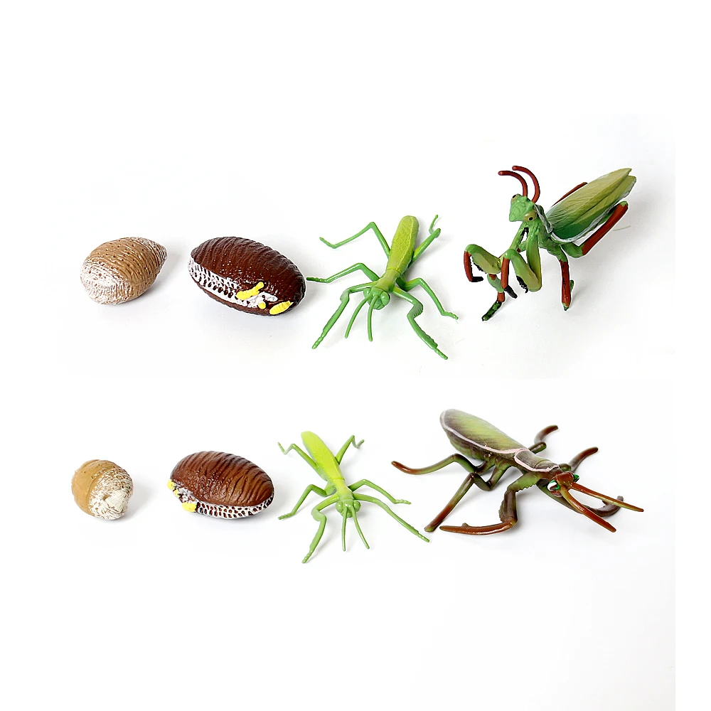 AliExpress UTOMY Realistic Praying Mantis 4 Piece Life Cycle Figures Shows Life Cycle of A Cute Praying Mantis Model Miniature Educational Toys