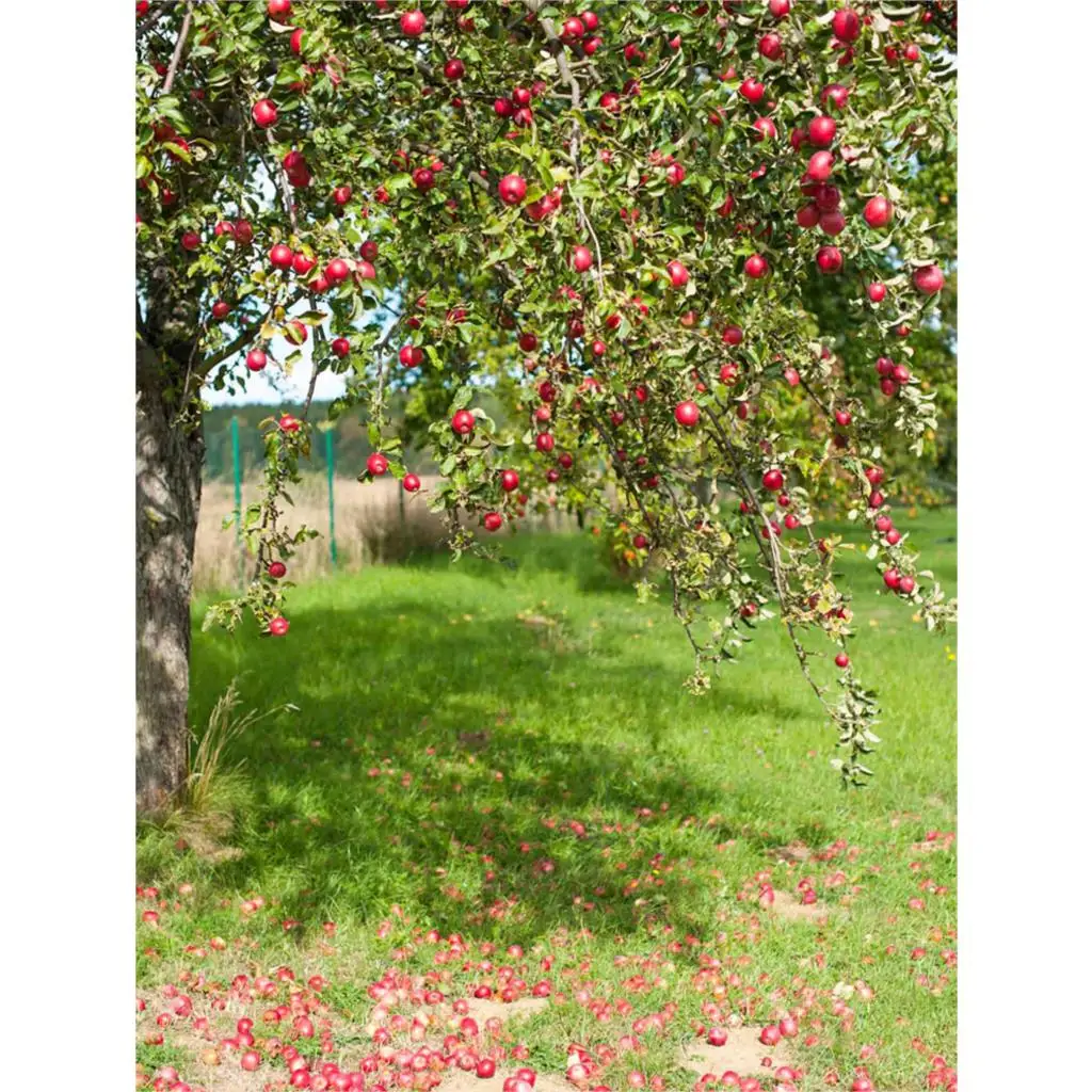 Funnytree photography backdrop tree autumn fruit grassland spring background photozone photography photo studio photophone