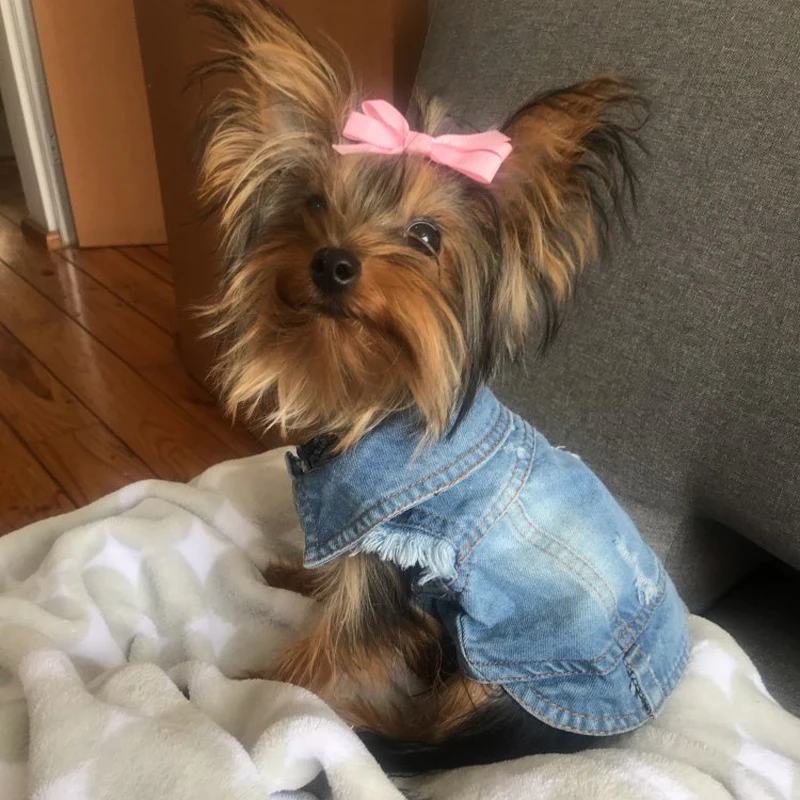 Summer Jeans Series Dog Shirt Denim Clothes for Small Dogs Puppy Chihuahua Cowboy Jacket French Bulldog Outfit Cat Costumes