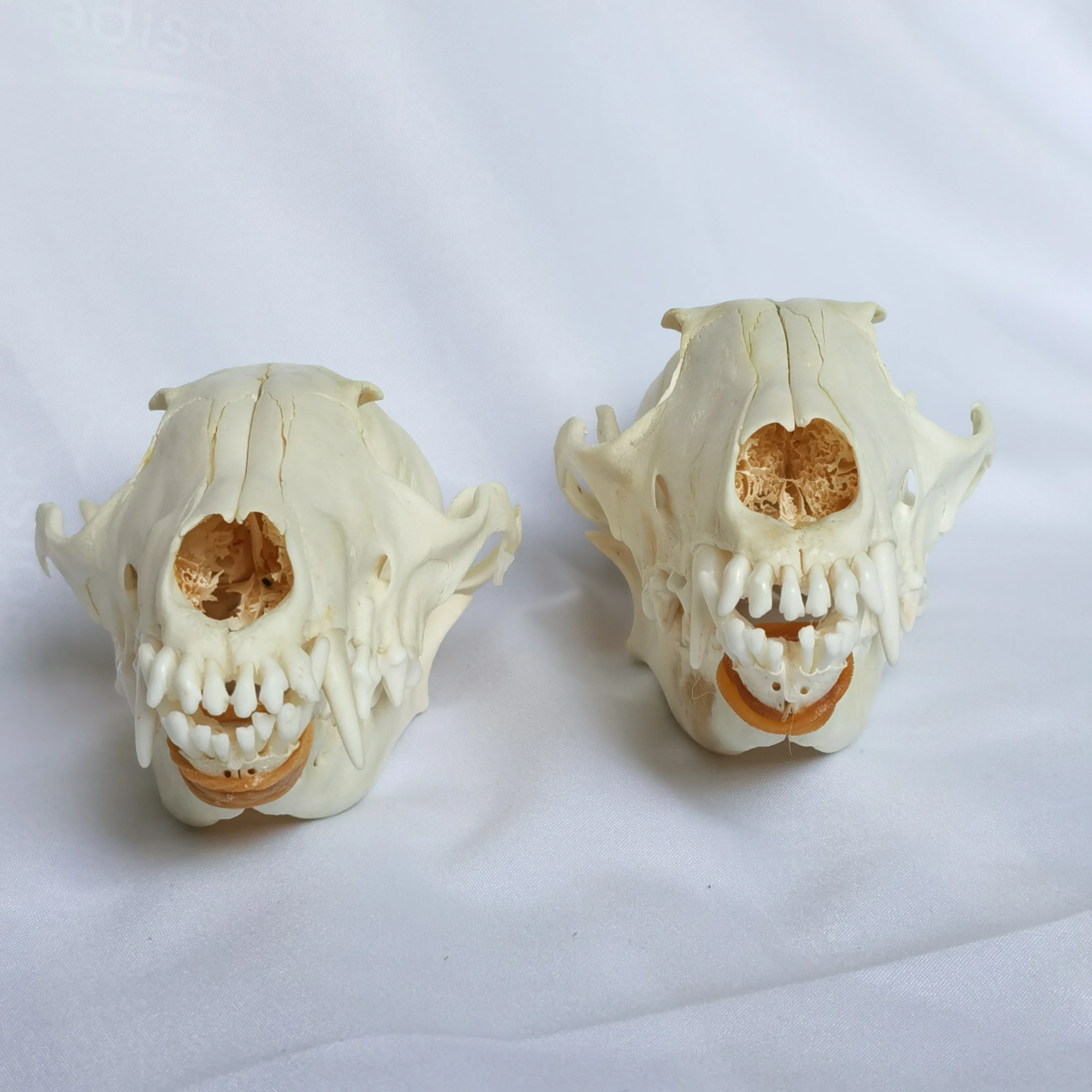 1 Pcs/2 Pcs Real Fox skulls Academic study Surprise gift, Real animal skulls(Snow Fox)