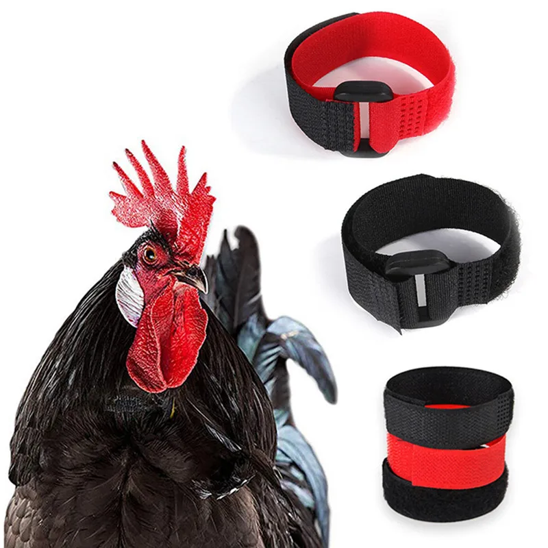 2PCS No Crow Rooster Collar Calopsita Collar For Chicken Noise Free Anti-Hook Neckband Cock Neck Collars Noise-Free Supplies