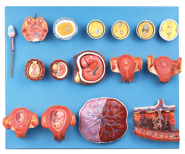 Human Fertilization and Early Embryogeny model, Fetus model, Embryo model