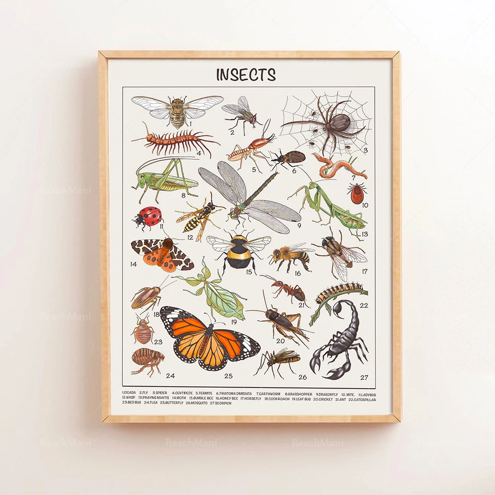 Safari Animals Educational Pos - Kids Education Nursery review and price