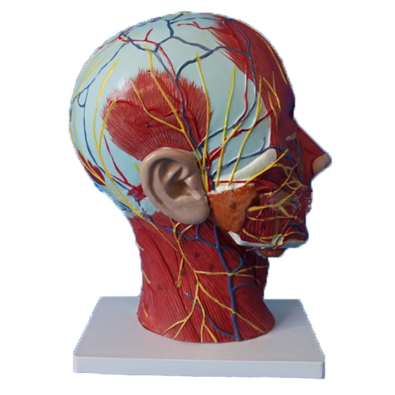 

Human body model nerve and face head and neck superficial neurovascular muscle model teaching model