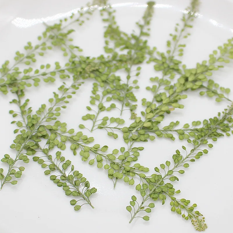 60pcs Pressed Dried Lepidium Apetalum Leaf Plant Herbarium For Jewelry Phone Case Bookmark Scrapbook Invitation Card Making
