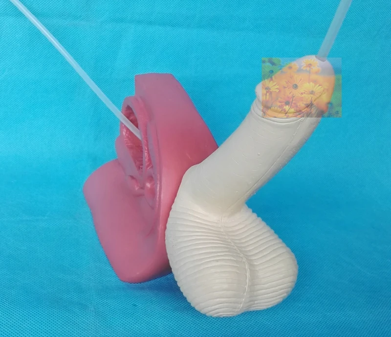 Human Male Catheterization Demonstration Anatomical Model Urinary System Medical Teaching Supplies