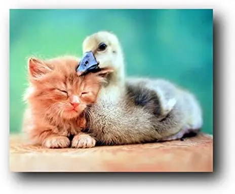 Cute Cat and Duckling Friends Kids Room Animal Art Print Poster