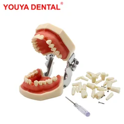 Model dentystyczny praktyka Typodont Model zębów dla technika dentystycznego szkolenie zęby gumowe modele szczęk dentysta studiujący produkt dydaktyczny