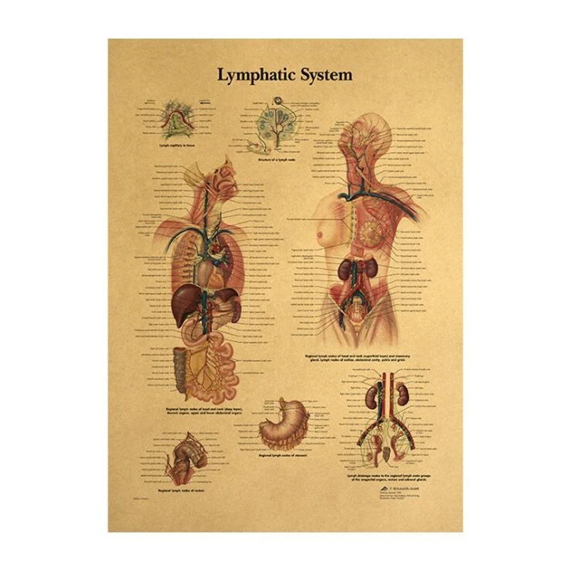 The Body Structure Skeleton Nervous System Vintage Poster Medical Decoracion Painting Wall Art Kraft Paper Wall Stickers