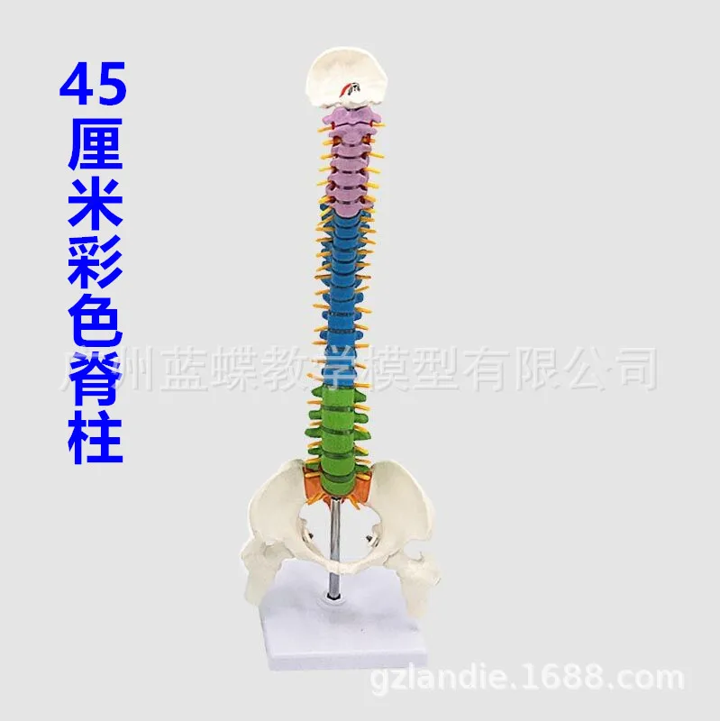 45CM Spine Model with Intervertebral Disc Human Spine Model Colored Vertebral Column Model with Pelvis Femur Heads Sacrum