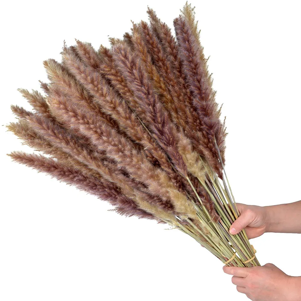 

30pcs Dekoration Small Reed Natural Dried Pampas Grass Dry Flowers Phragmites Bunch Communis Wedding Decoration Home Decor Secas