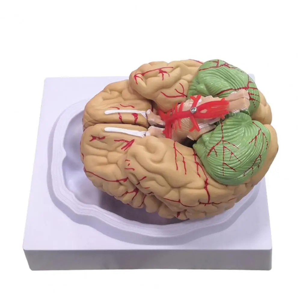 12x11x15 سنتيمتر نموذج الدعائم الطبية تفكيكها التشريحية الإنسان مجسم لشكل مخ 8-جزء بولي كلوريد الفينيل الحياة الحجم التشريح أداة التدريس الطبي