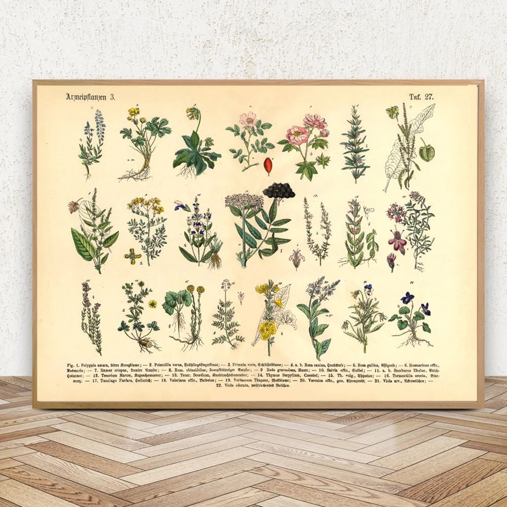 Vintage Botanical Herbs & Medicinal Plants Posters and Prints Home Wall Decor Canvas Painting Pictures for Kitchen Living Room