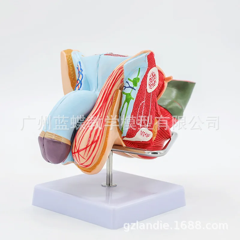 4 Parts 1:1 Life Sized Human Male Reproductive System Testis Penis Anatomical Model Sagittal View of Bladder Penis Cross Section