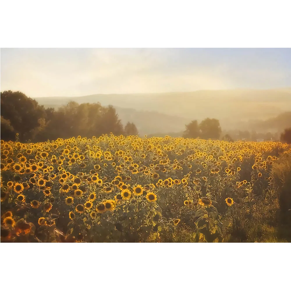 عباد الشمس المناظر الطبيعية خلفية التصوير الفوتوغرافي الربيع أشعة الشمس غروب الشمس الحلو الأطفال صورة خلفية لدعائم استوديو الصور