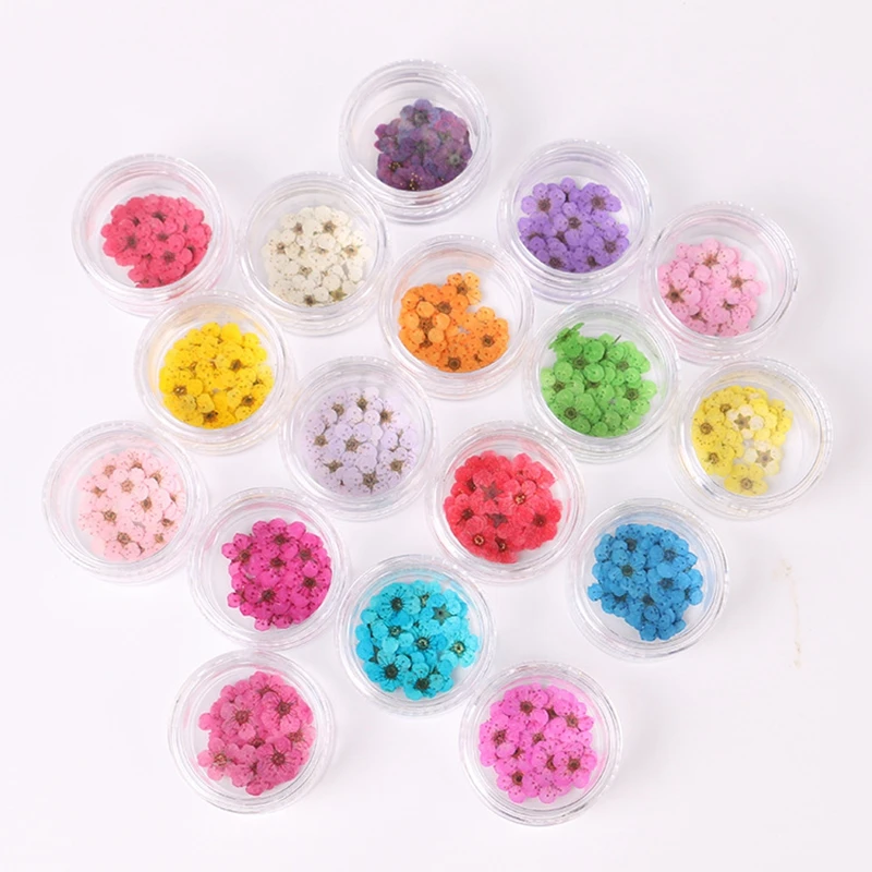 Dried flower for nail art, 20PCs, small plum pressed flower, daffodil, embossed, natural, sticker, face decoration