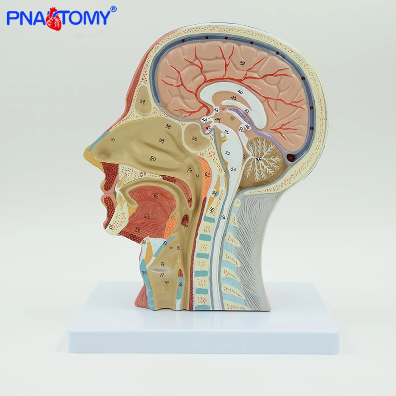 Testa umana con muscolo e nervoso vaso sanguigno anatomia del cervello cavità orale gola modello anatomico cranio viso muscolo a grandezza naturale