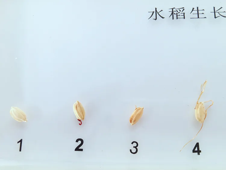 Plant Growth History Specimens Rice Germination Process Specimen Model Biology Botany Teaching Aids Creative Resin Handicraft