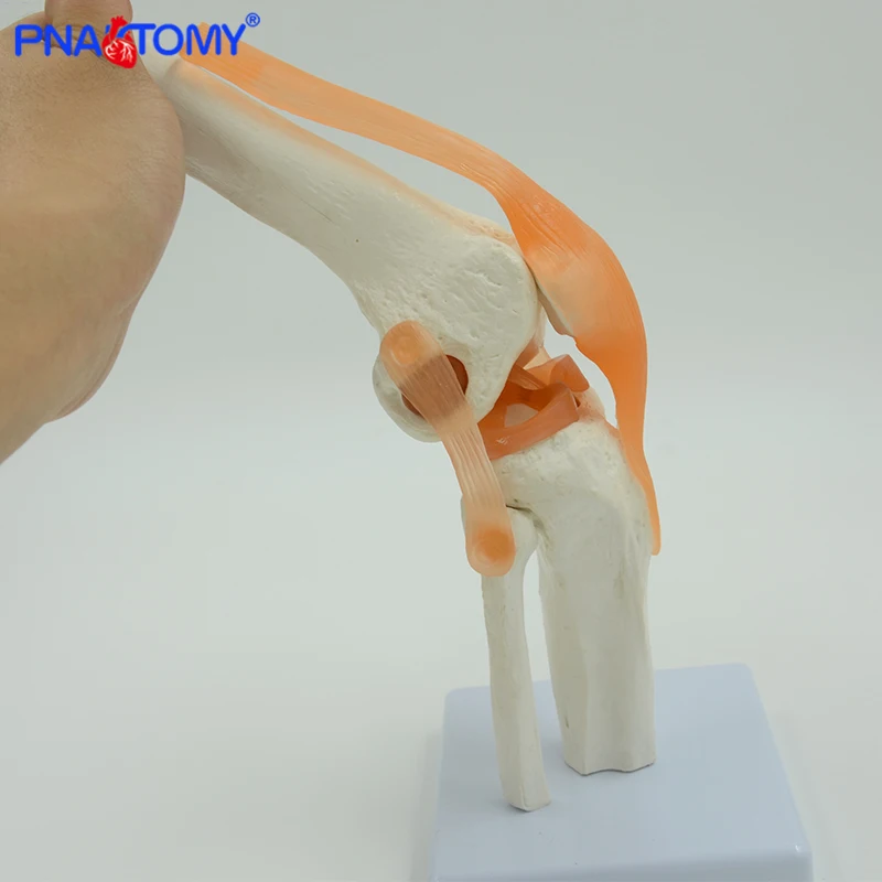 Flexible Knee Joint Model with Ligaments and Base Life Size Femur Tibia and Fibula Bone Anatomy Model Medical Teaching Gift