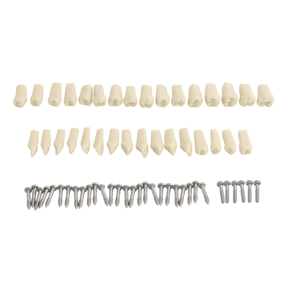 32pcs Teeth for Dental Model Teeth Model Fit Frasaco Dental Teaching Model Standard Teeth Demonstration