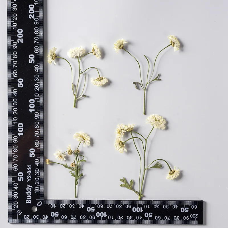 250pcs Pressed Dried Chamomilla Flower With Stem Herbarium For Make UP Nail Art Jewelry Bookmark Phone Case Invitation Card DIY