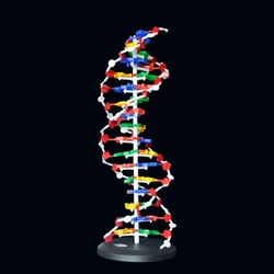 DNA structure model 60 cm high school base pair genetic biology teaching