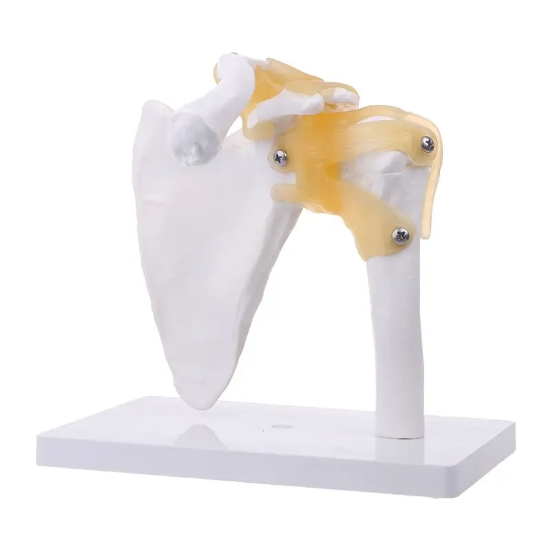 modelo anatomico funcional tamanho da vida esqueleto anatomia humana modelo osso articulacoes ombro musculo para ensino ferramenta estudo 01