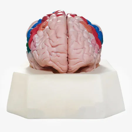 

Brain Cortex model, Partition model of Cerebral Cortex, Medical Brain Model