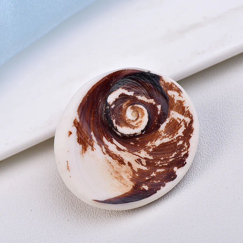 1PC/3PC Natural Sun Bei Madagascar Agate Mollusk Raw Stone Conch Home Decor Aquarium Embellished Shell Accessories Healing Gifts